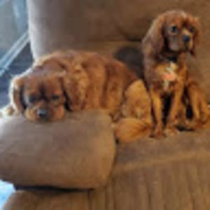 Meet your Posher, Samuel